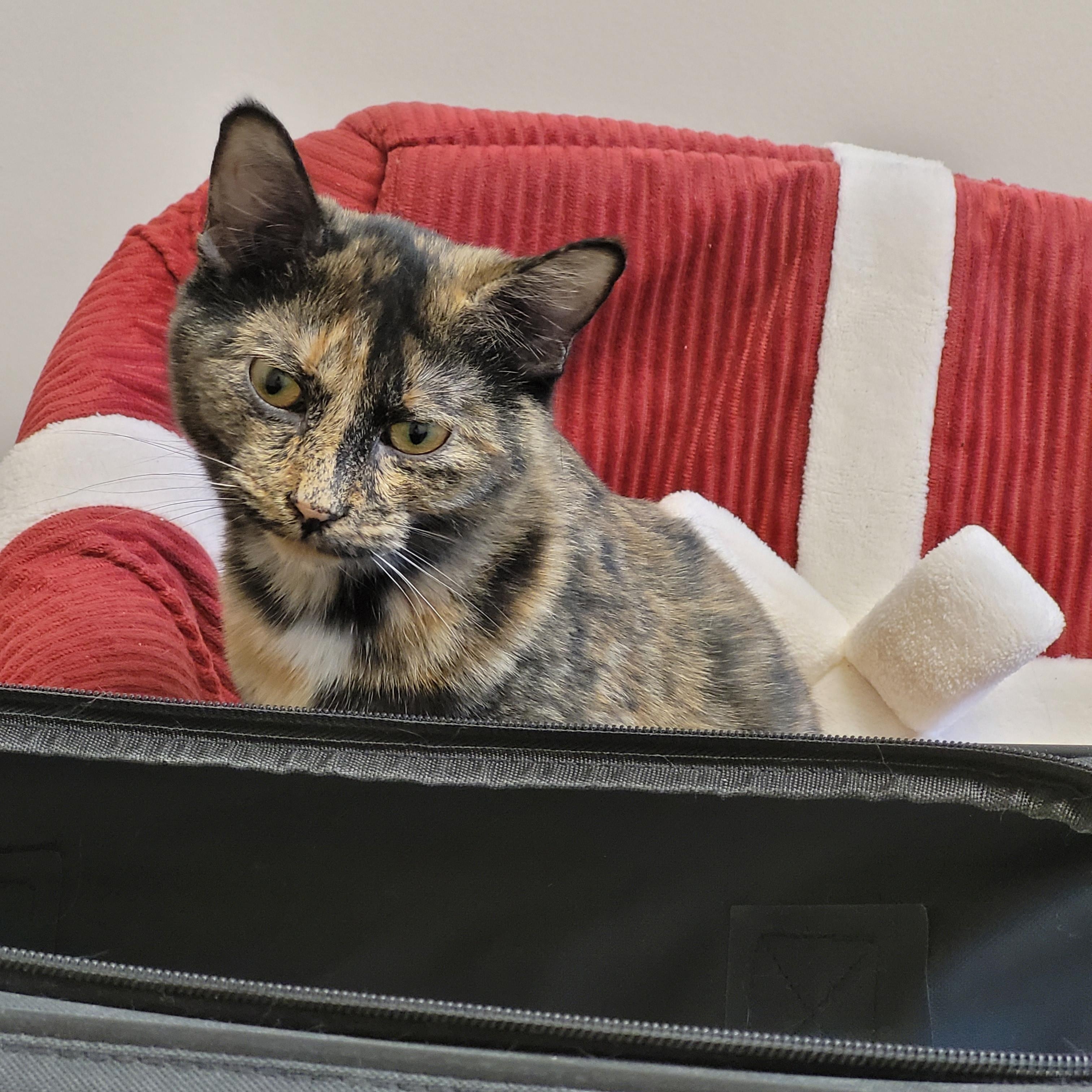 Sammi, a Adoptable mixed breed in Shelbyville, TN image 3/5