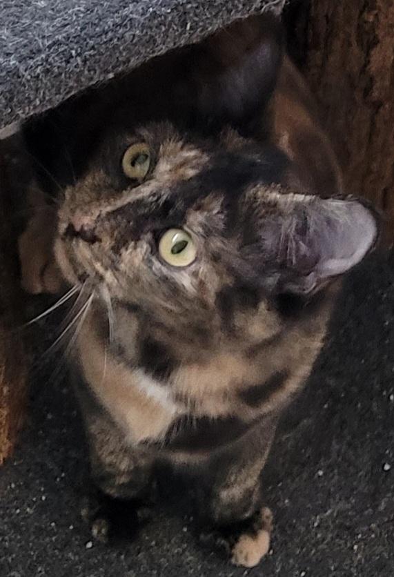 Sammi, a Adoptable mixed breed in Shelbyville, TN image 4/5