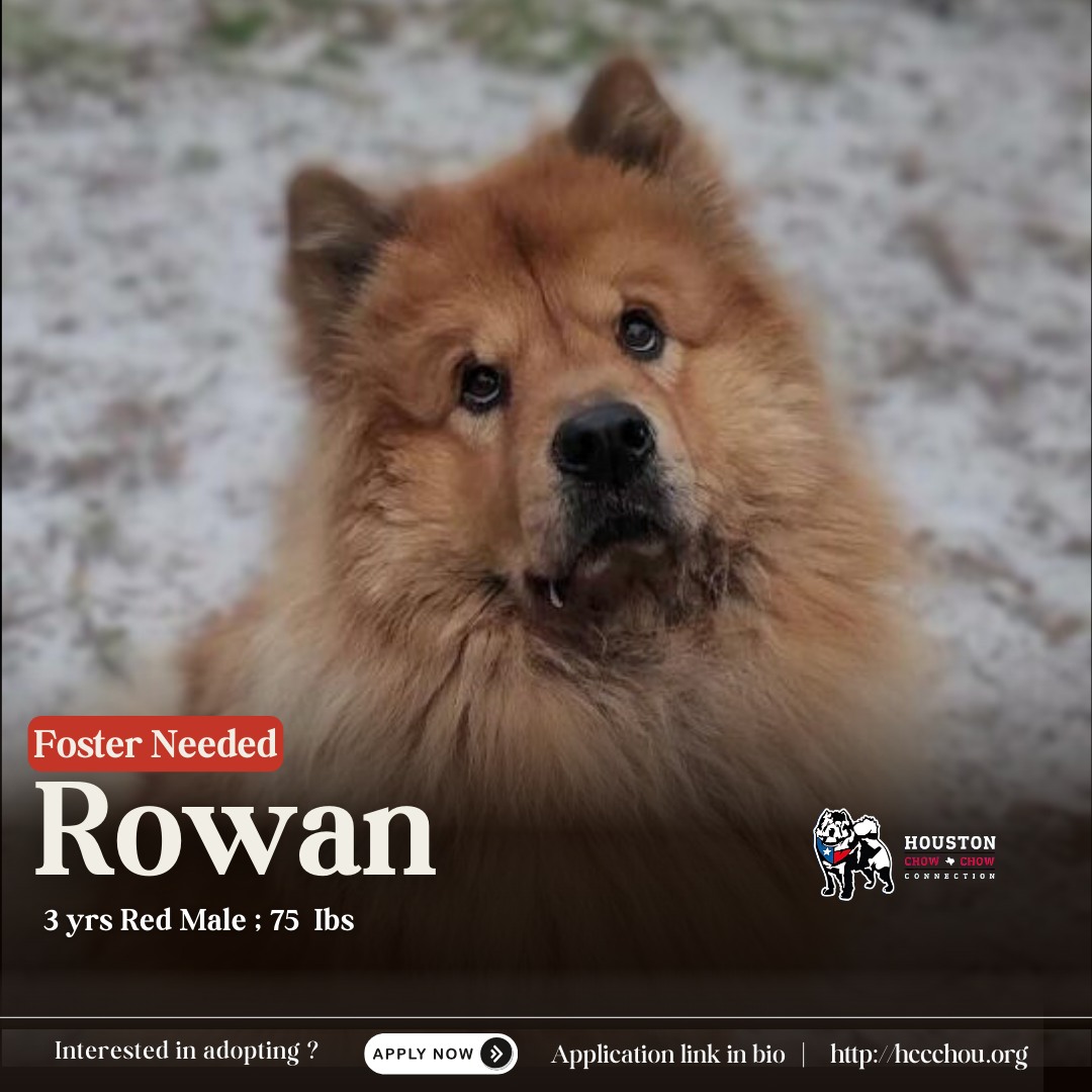 Rowan, Adoptable, Adult Male Chow Chow.