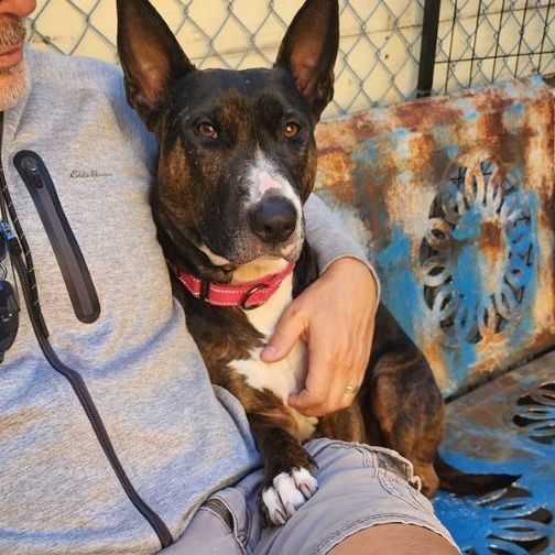 Enlarge Marley, a Adoptable Bull Terrier in Santa Barbara, CA image 1/15