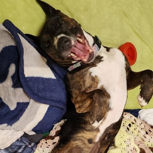 Enlarge Marley, a Adoptable Bull Terrier in Santa Barbara, CA image 2/15