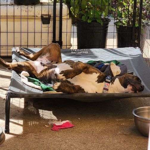 Enlarge Marley, a Adoptable Bull Terrier in Santa Barbara, CA image 3/15