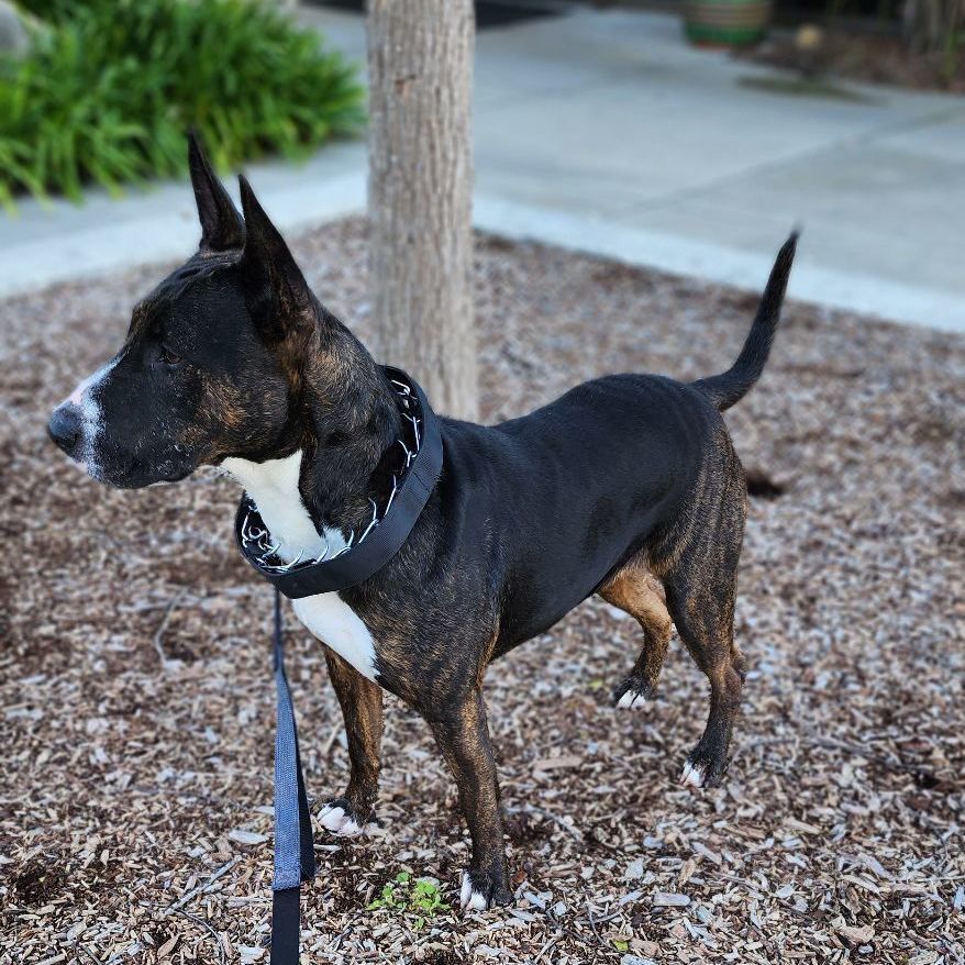 Enlarge Marley, a Adoptable Bull Terrier in Santa Barbara, CA image 5/15