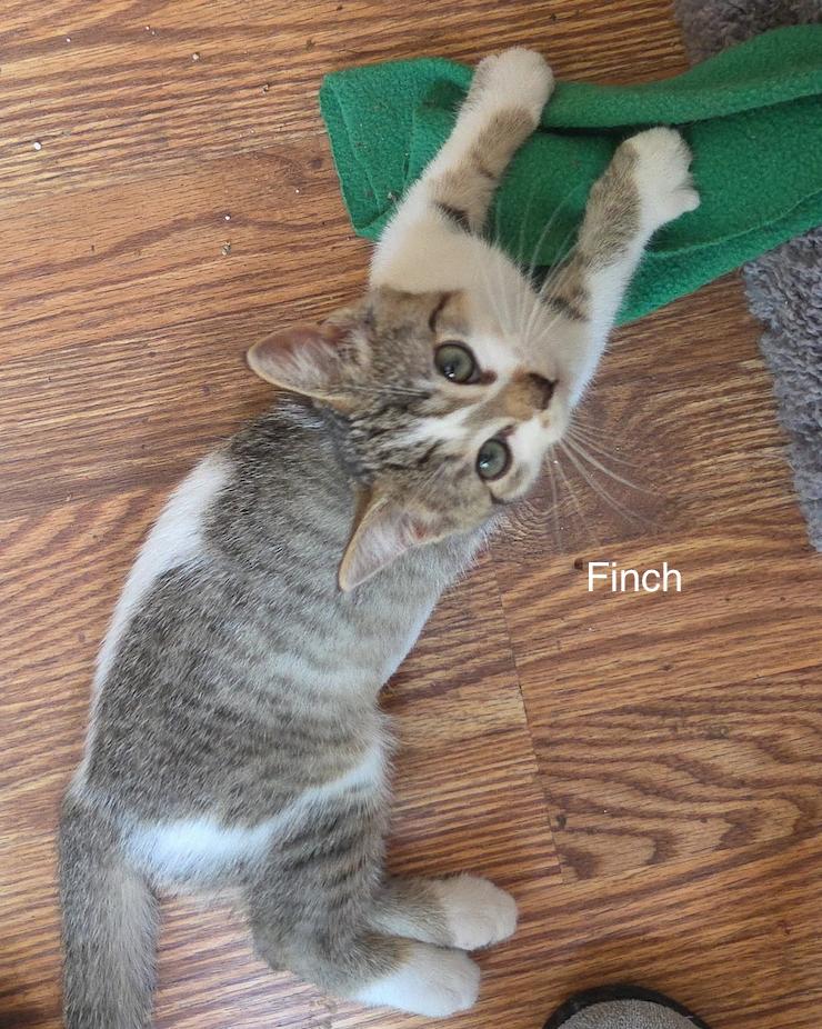 Enlarge Finch, a ADOPTABLE Domestic Short Hair in Topsham, ME image 1/1