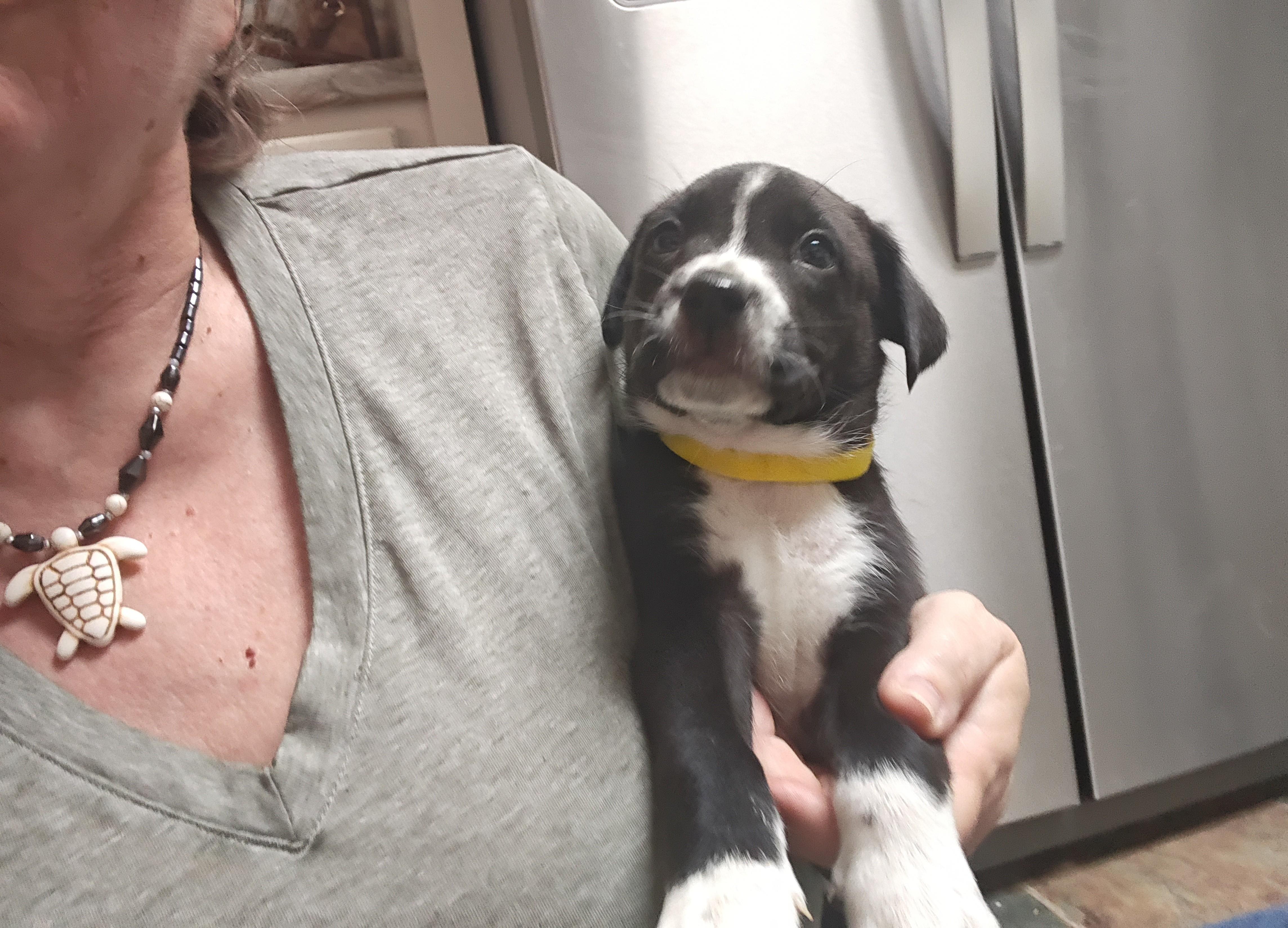 Ringo Starr - local pup, an adopted mixed breed in Andover, MA image 6/6