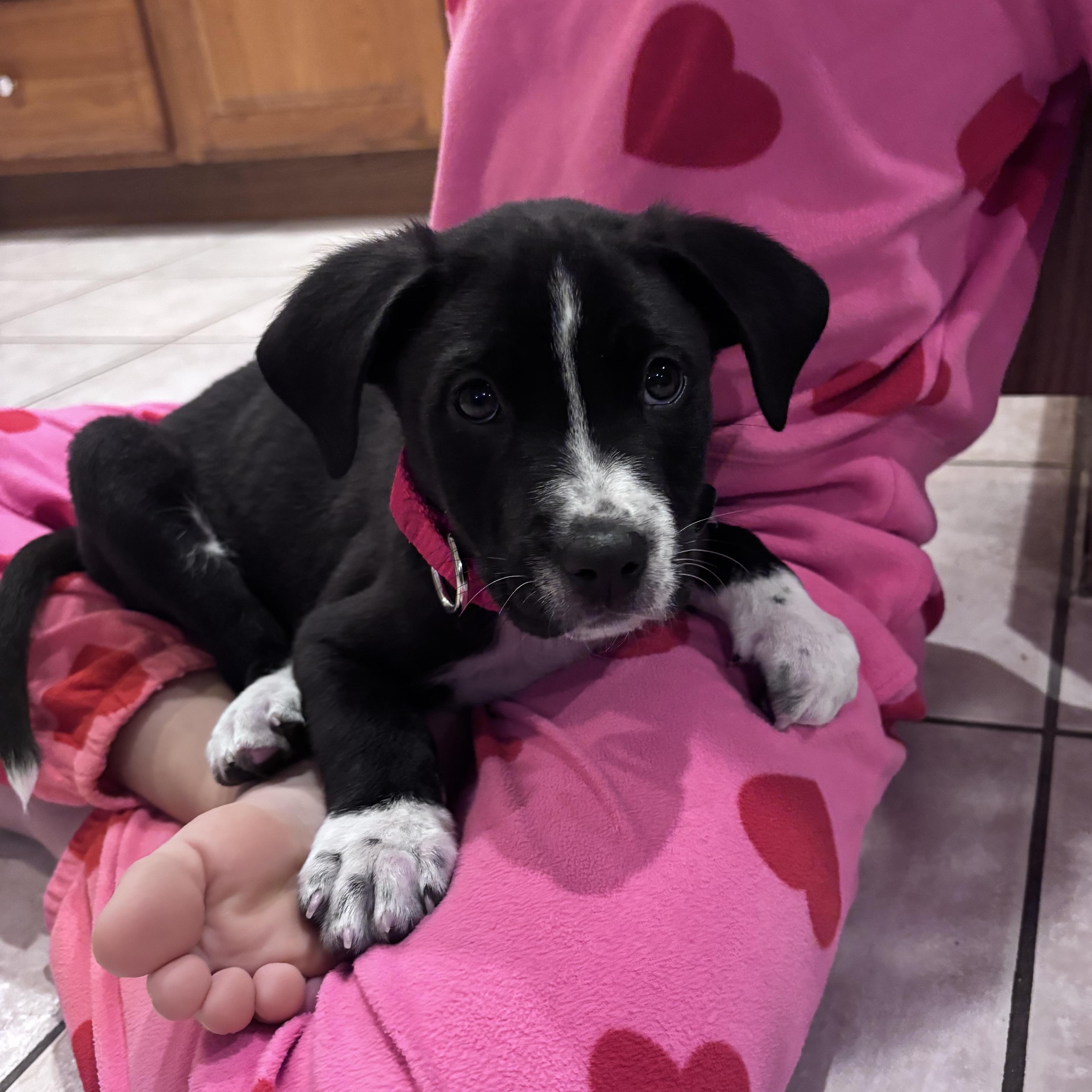 Ringo Starr - local pup, an adopted mixed breed in Andover, MA image 4/6
