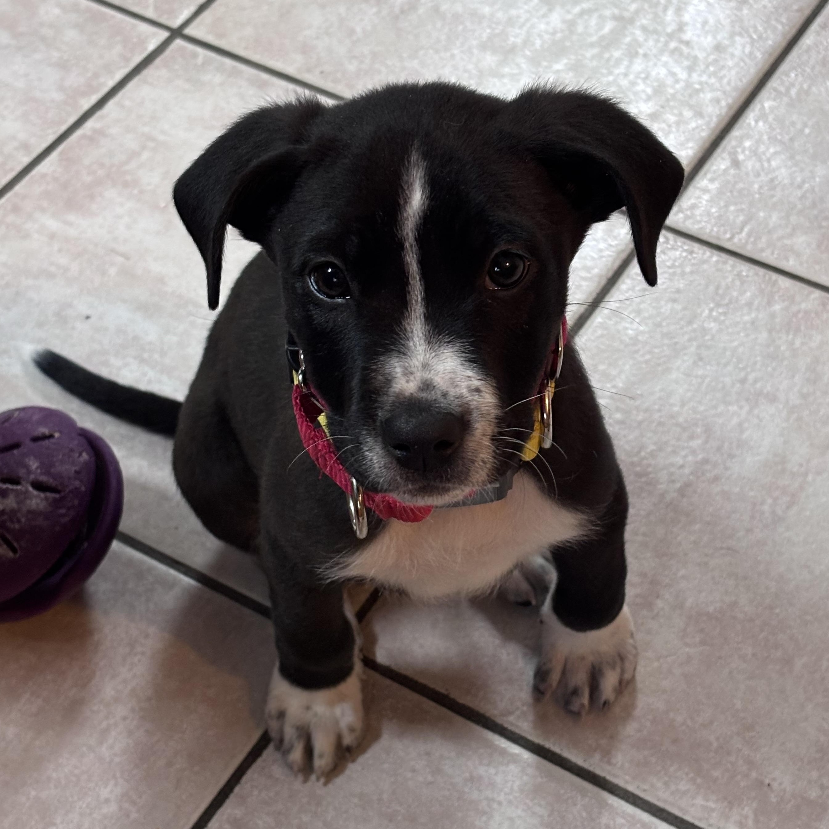 Ringo Starr - local pup, an adopted mixed breed in Andover, MA image 5/6