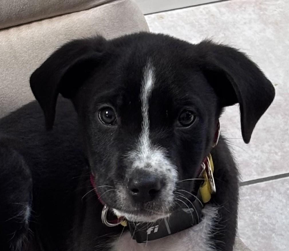 Ringo Starr - local pup, an adopted mixed breed in Andover, MA image 1/6