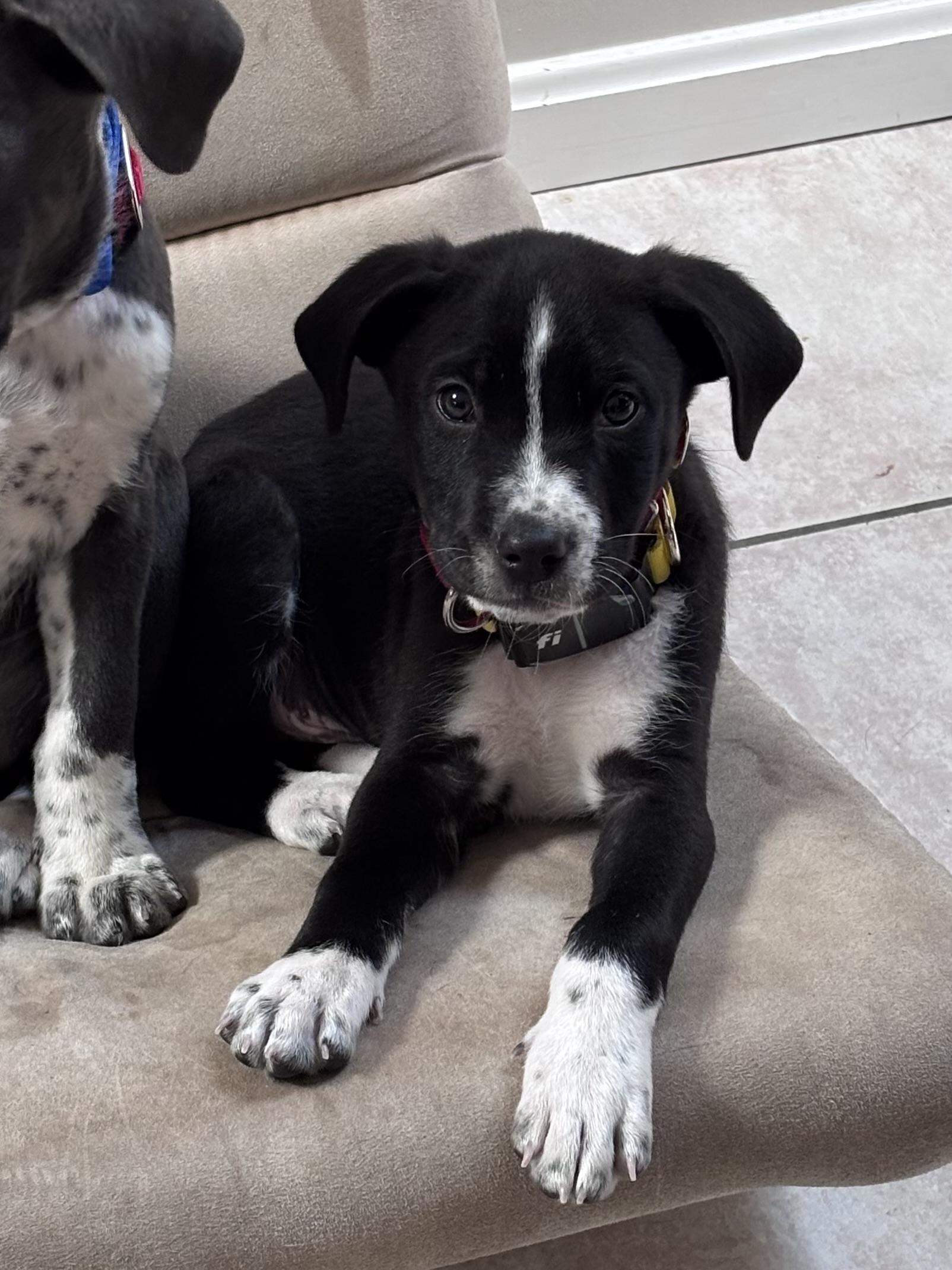 Ringo Starr - local pup, an adopted mixed breed in Andover, MA image 2/6