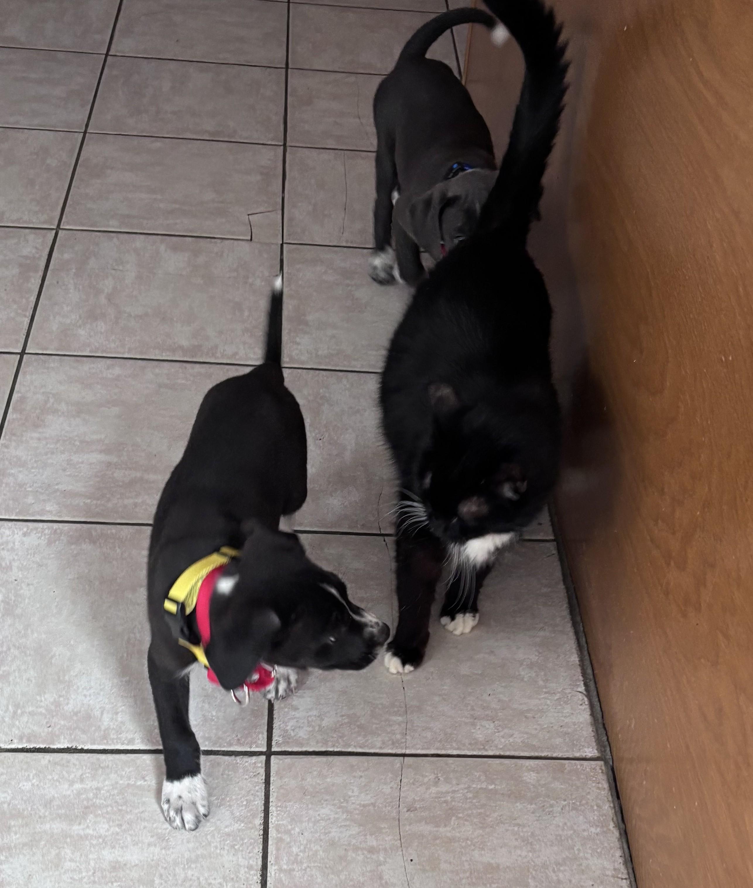Ringo Starr - local pup, an adopted mixed breed in Andover, MA image 3/6