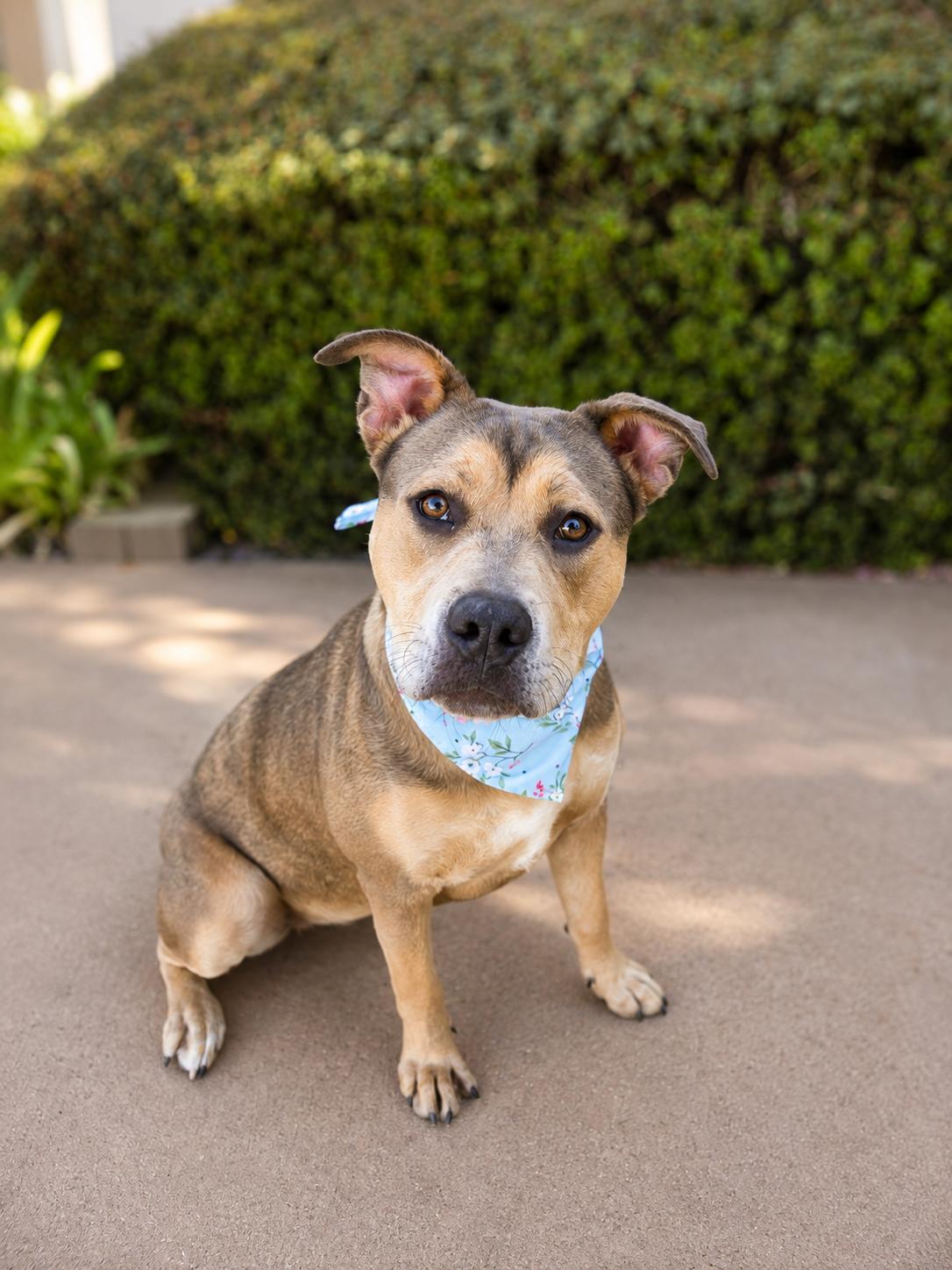 Phoenix, a ADOPTABLE mixed breed in Menifee, CA image 2/6