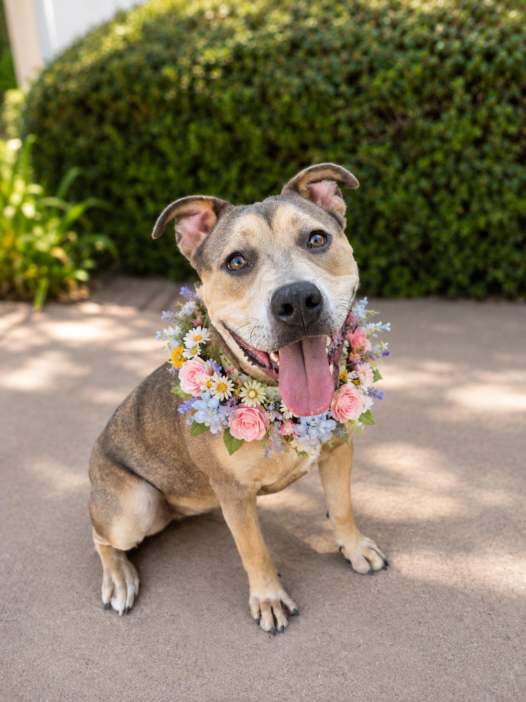 Phoenix, a ADOPTABLE mixed breed in Menifee, CA image 1/6