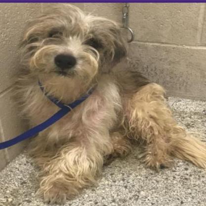 Enlarge Meatball *Available Soon*, a Adoptable mixed breed in Dover, NH image 1/3