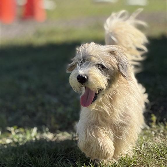 Enlarge Meatball *Available Soon*, a Adoptable mixed breed in Dover, NH image 2/3