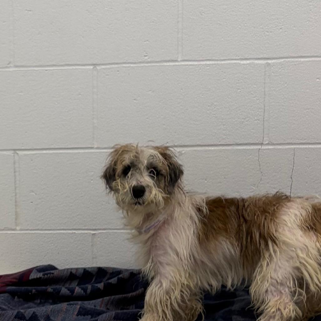 Enlarge Meatball *Available Soon*, a Adoptable mixed breed in Dover, NH image 3/3