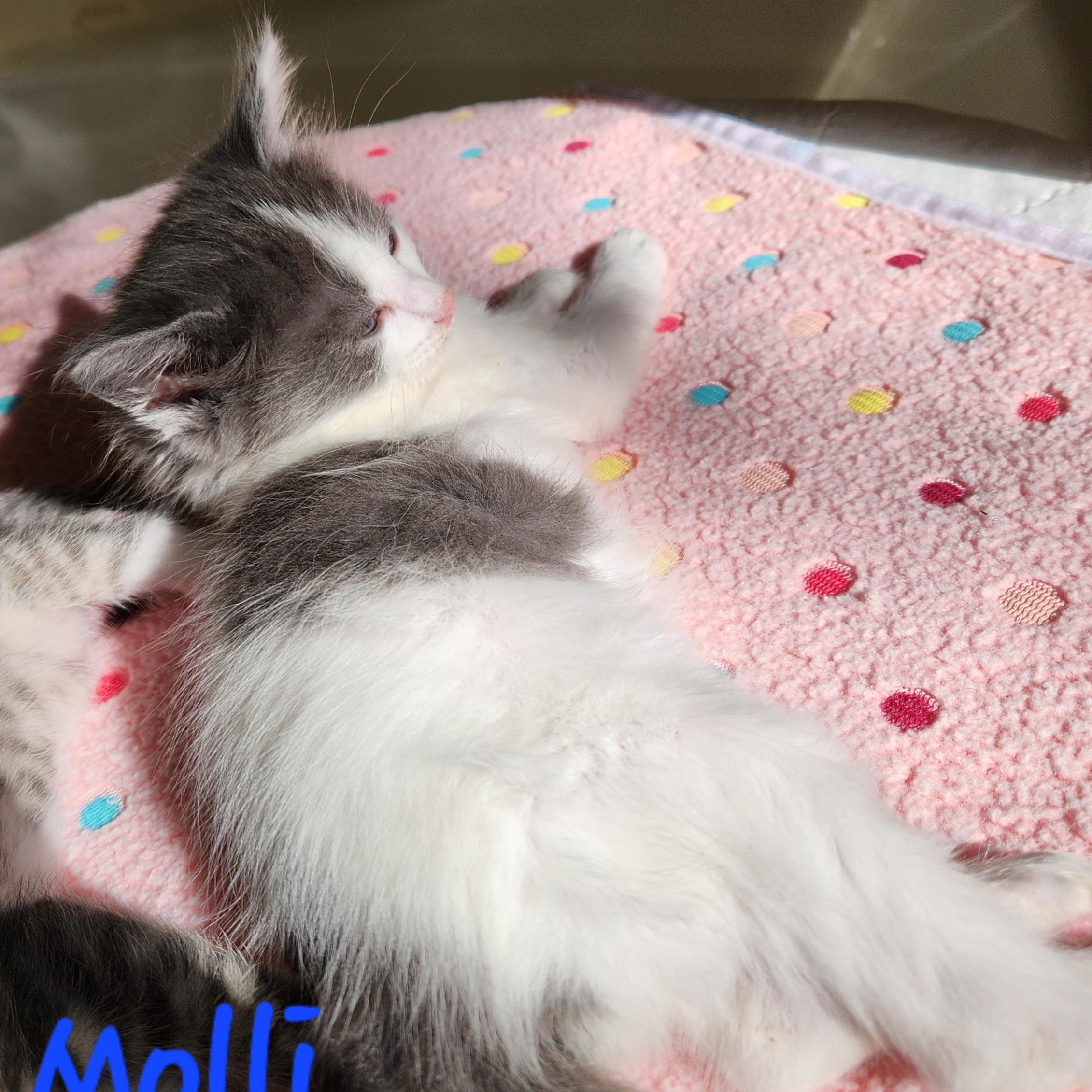 Molli, a ADOPTABLE mixed breed in Magnolia, TX image 2/4