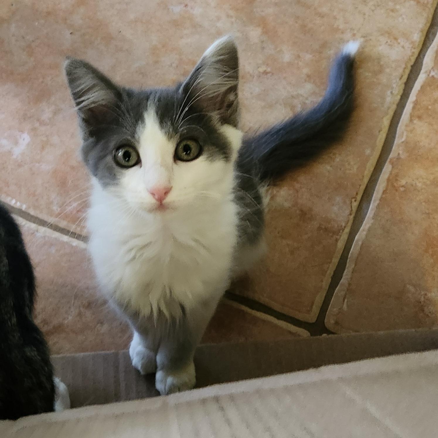 Molli, ADOPTABLE, Kitten Female Domestic Long Hair.
