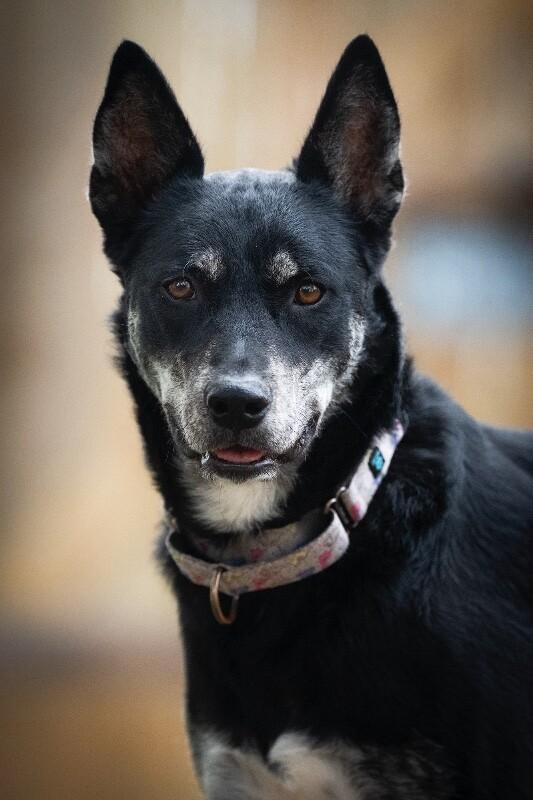 Trixie Snuggles — thumbnail 4