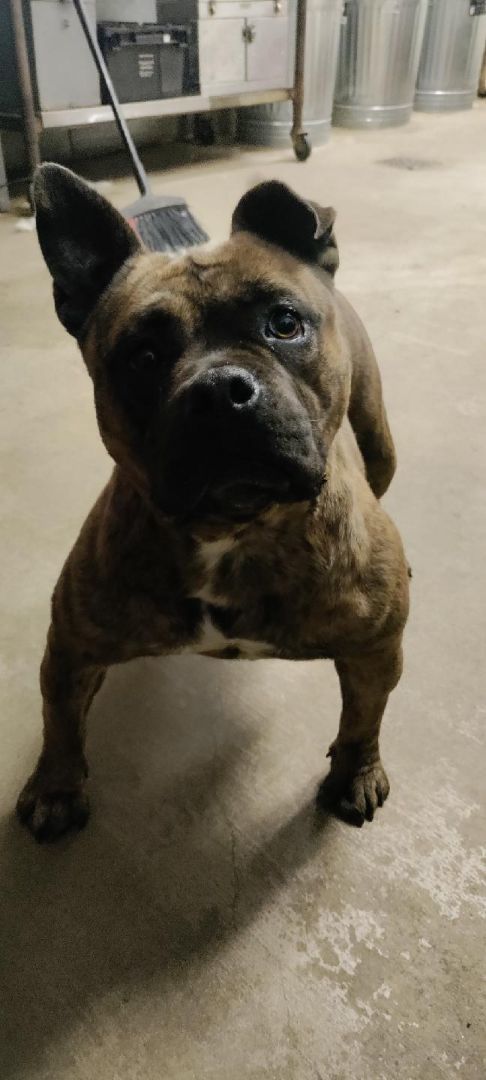 RYDER, Adoptable, Young Female American Staffordshire Terrier.