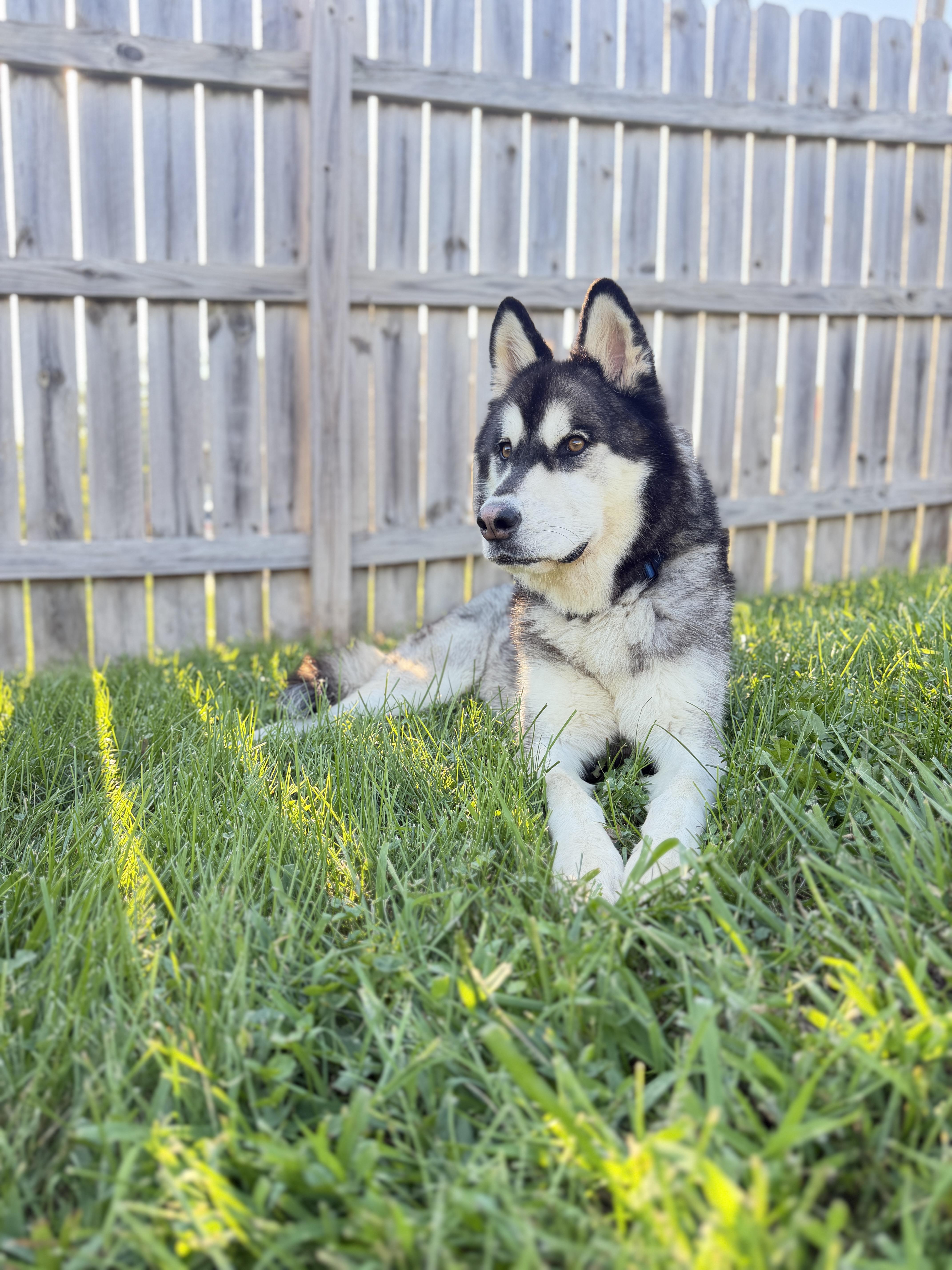 Enlarge Cian, a Adoptable mixed breed in La Motte, IA image 4/5