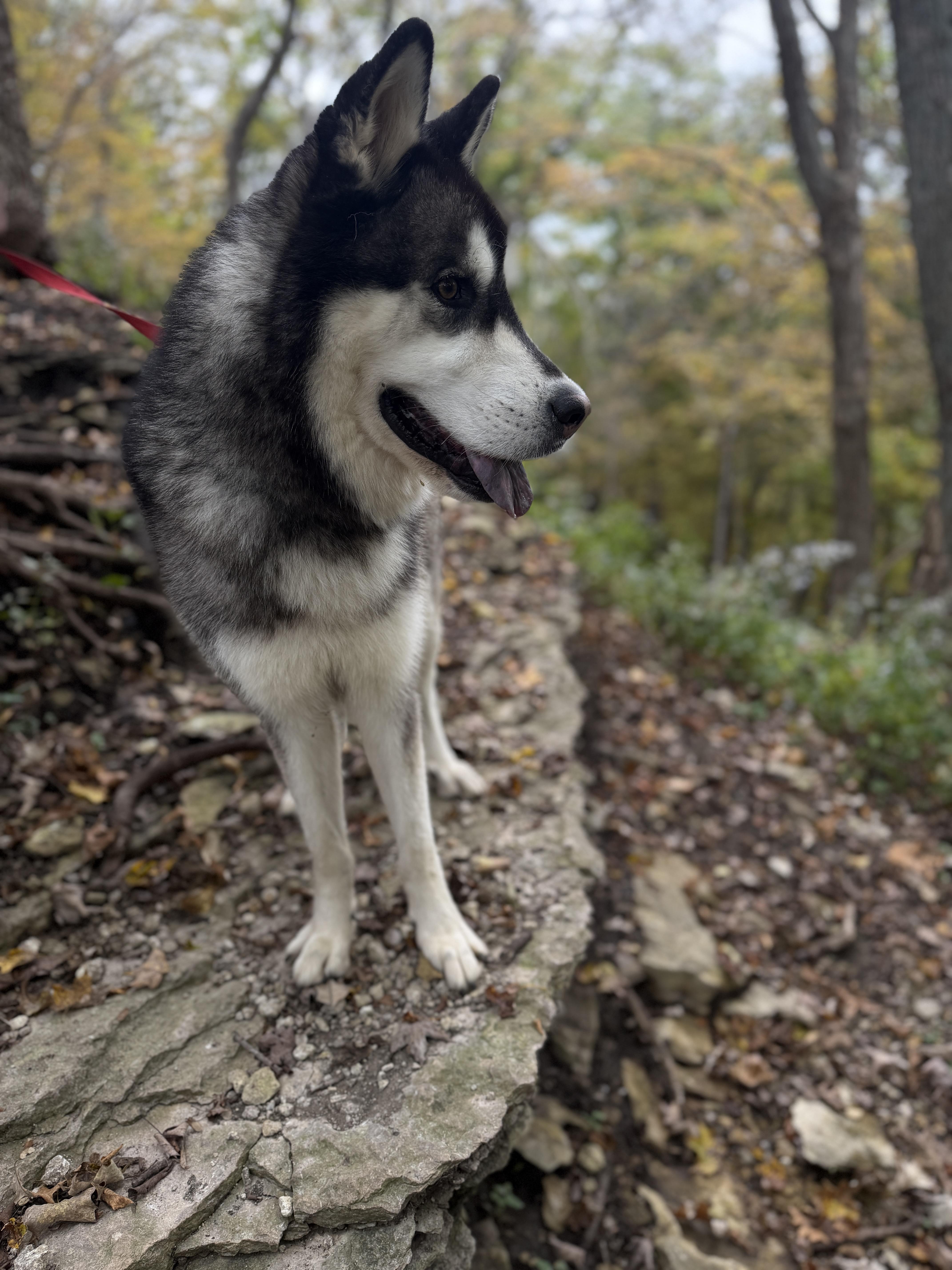 Enlarge Cian, a Adoptable mixed breed in La Motte, IA image 3/5