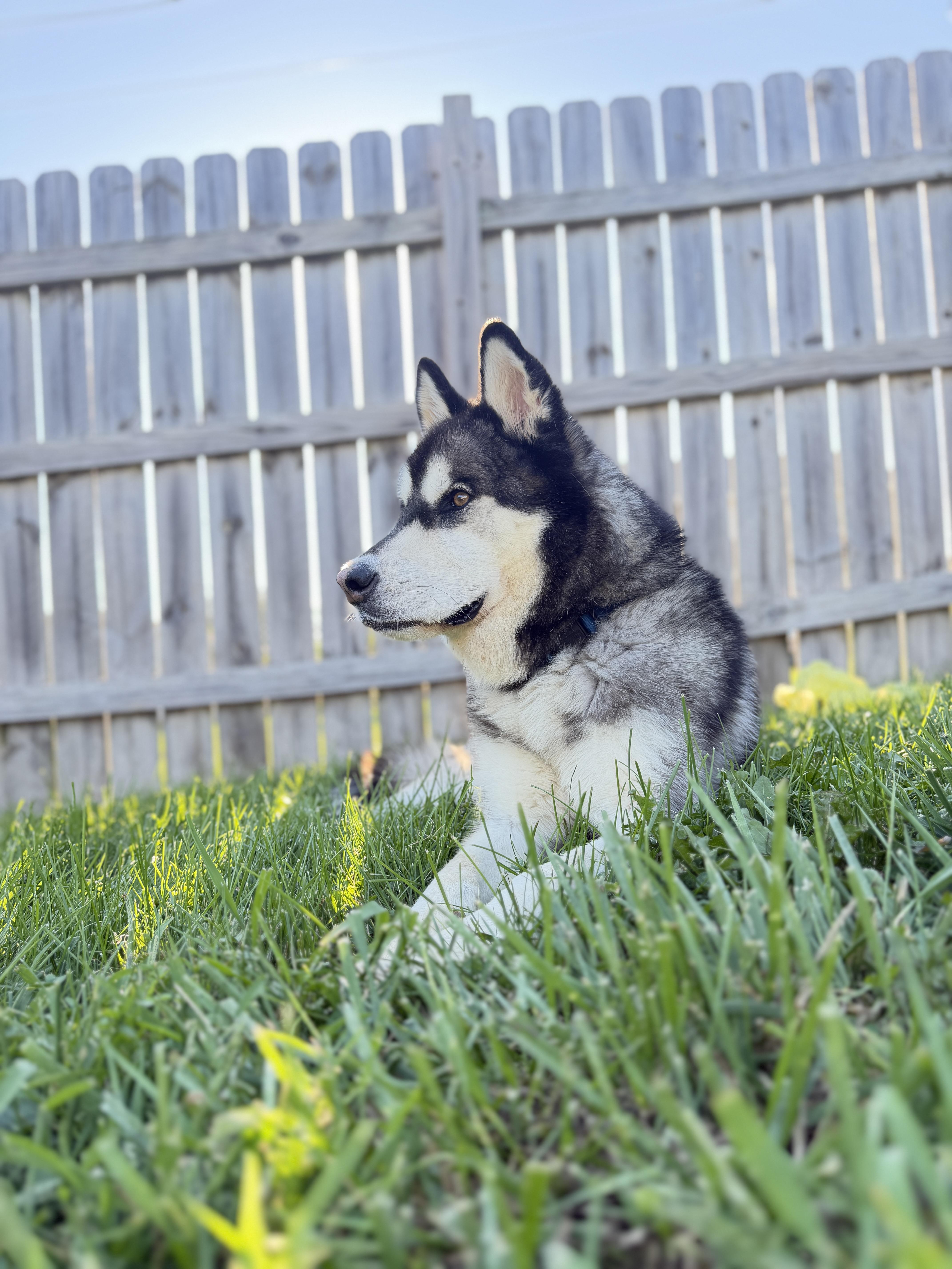Enlarge Cian, a Adoptable mixed breed in La Motte, IA image 1/5