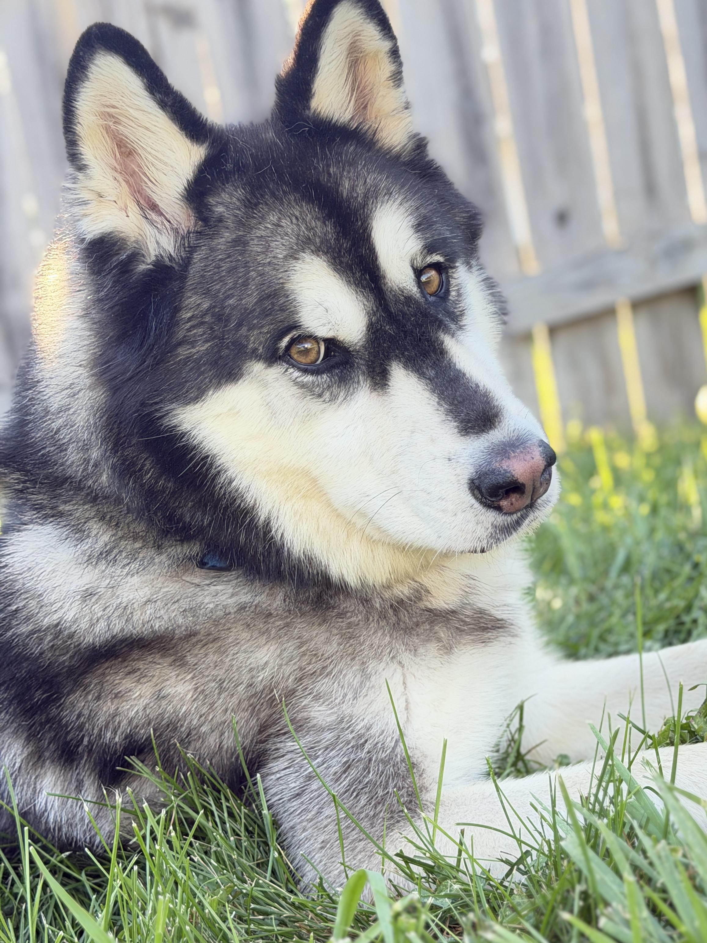 Enlarge Cian, a Adoptable mixed breed in La Motte, IA image 2/5