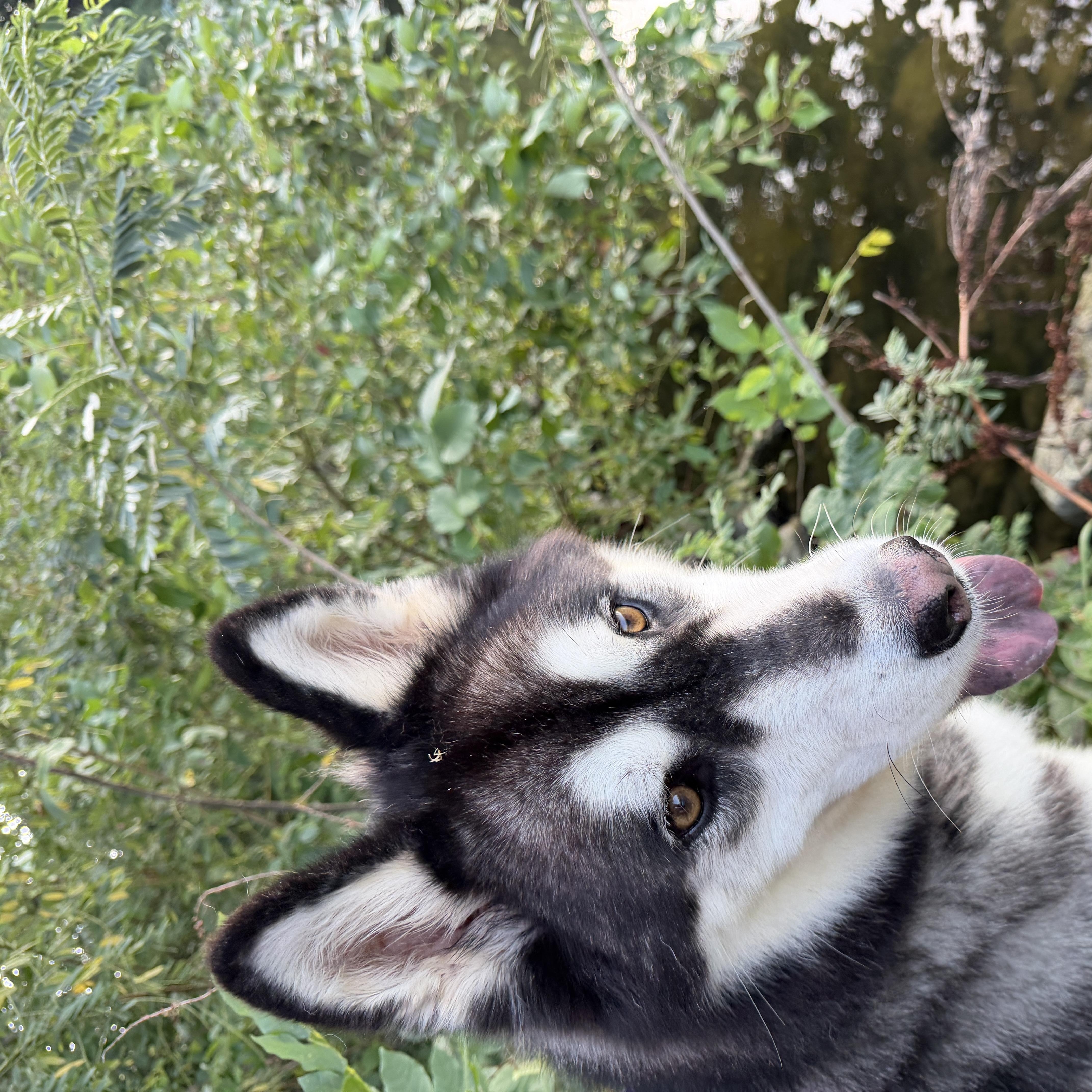 Enlarge Cian, a Adoptable mixed breed in La Motte, IA image 5/5