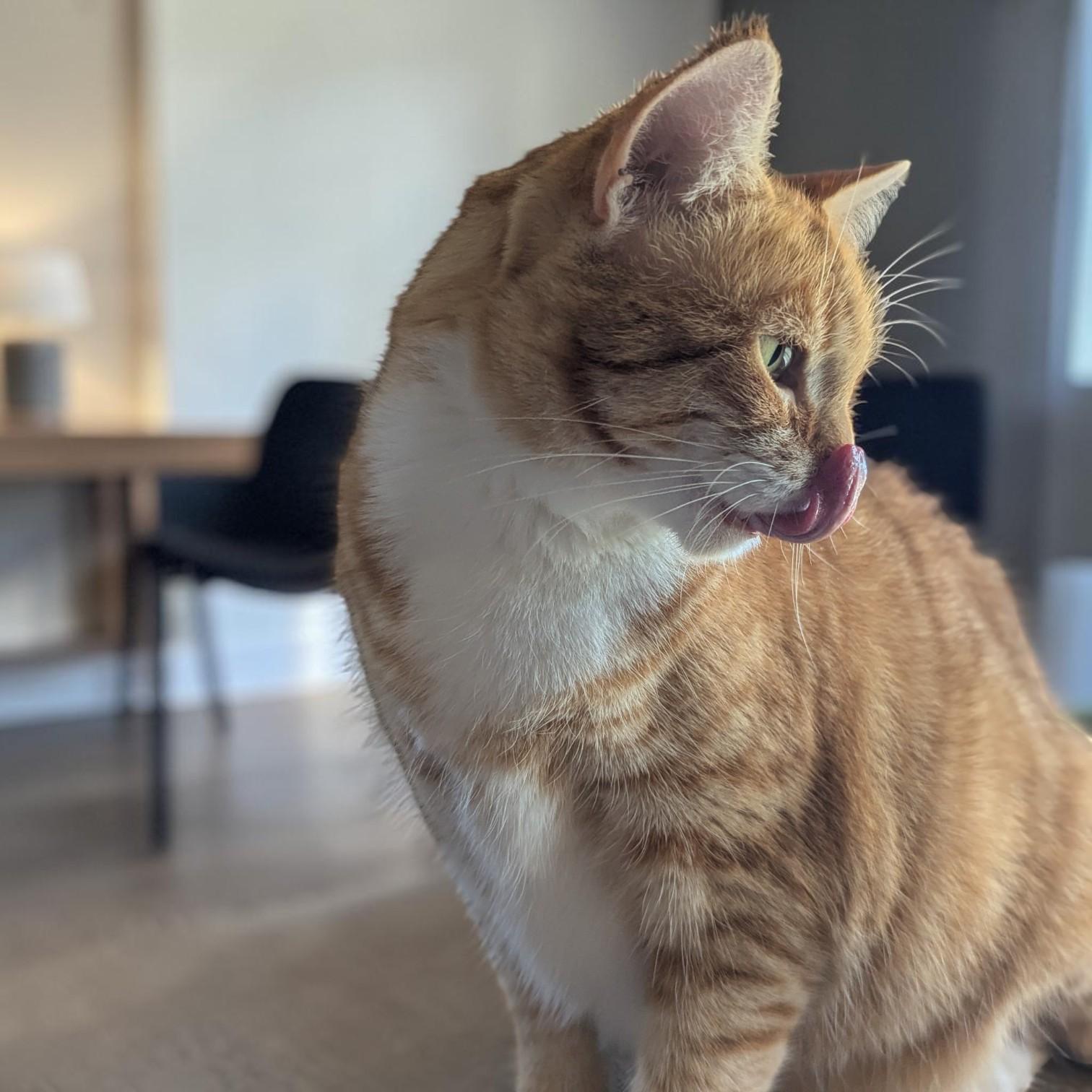 Enlarge Ginger, a Adopted mixed breed in Omaha, NE image 4/6