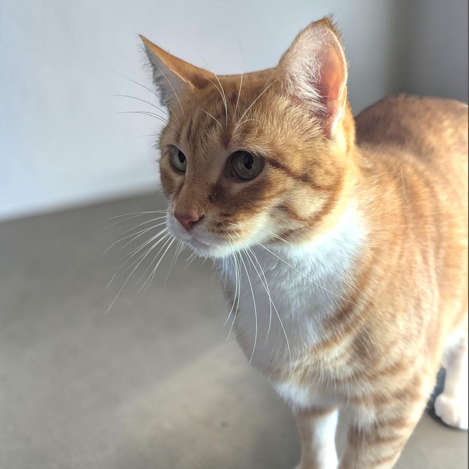 Enlarge Ginger, a Adopted mixed breed in Omaha, NE image 6/6