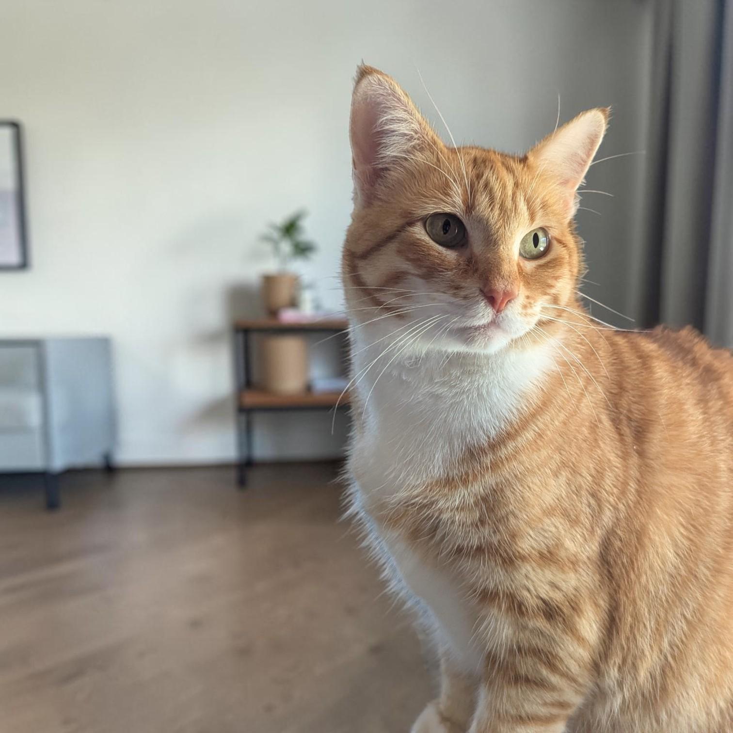 Ginger, Adopted, Adult Female Domestic Short Hair.