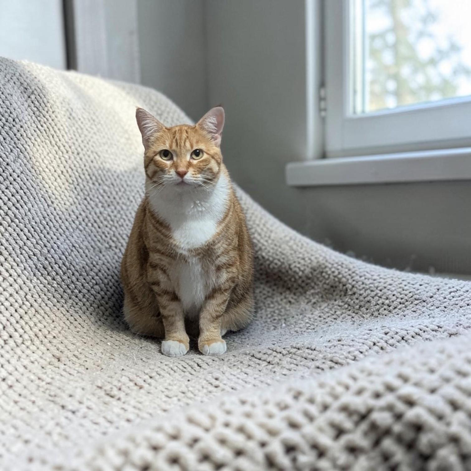 Enlarge Ginger, a Adopted mixed breed in Omaha, NE image 5/6