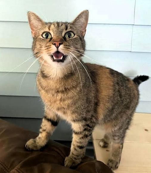 Enlarge Buttercup & Billy (BONDED), a Adoptable Domestic Short Hair in Frederick, MD image 1/4