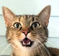 Enlarge Buttercup & Billy (BONDED), a Adoptable Domestic Short Hair in Frederick, MD image 2/4