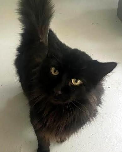 Enlarge Buttercup & Billy (BONDED), a Adoptable Domestic Short Hair in Frederick, MD image 3/4