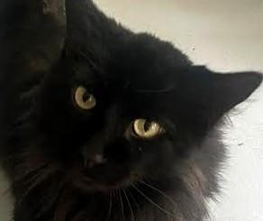 Enlarge Buttercup & Billy (BONDED), a Adoptable Domestic Short Hair in Frederick, MD image 4/4