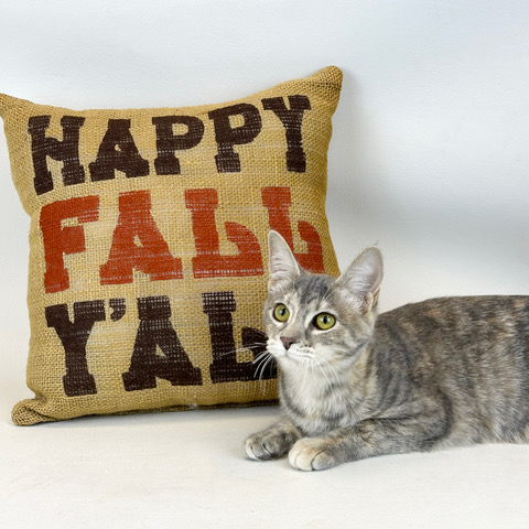 Enlarge Kaycee, a Adoptable Domestic Long Hair in Kerrville, TX image 1/1