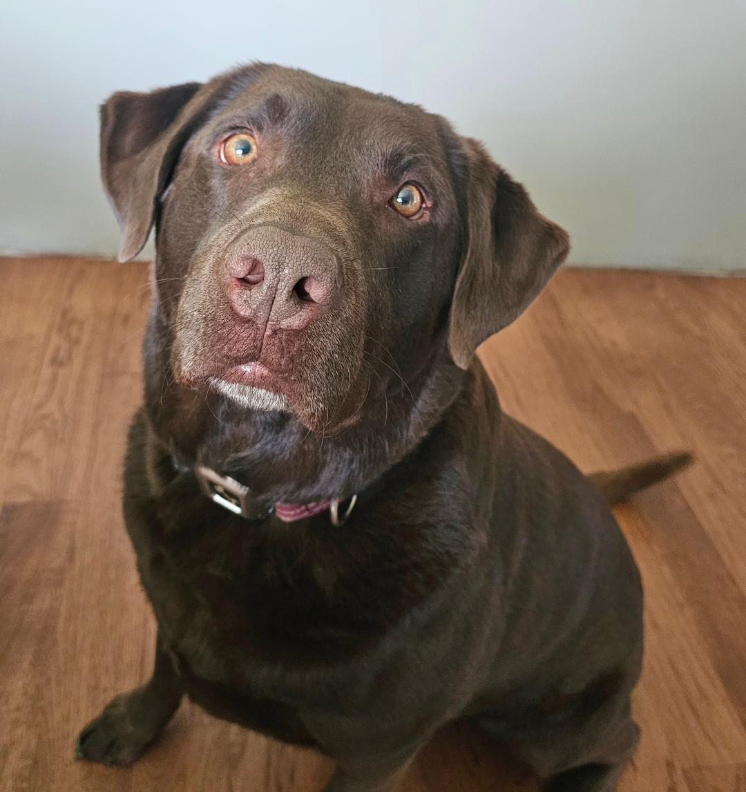 Moose, an adopted Chocolate Labrador Retriever in Lapeer, MI image 3/6