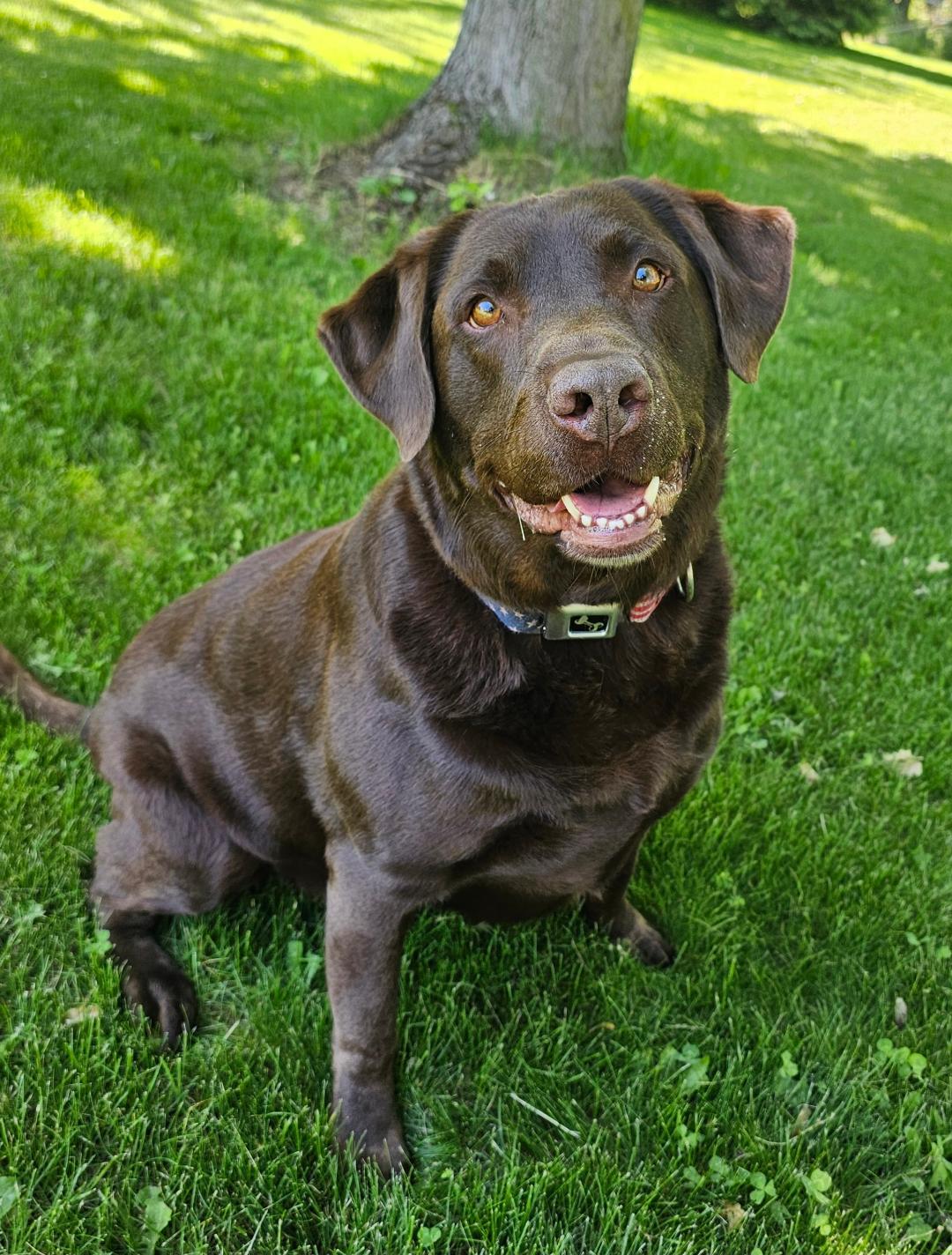 Moose, an adopted Chocolate Labrador Retriever in Lapeer, MI image 6/6