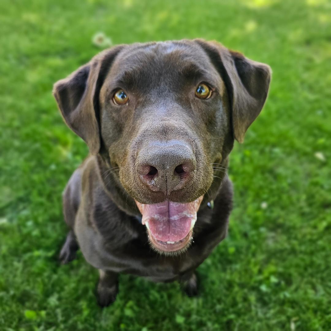 Moose, an adopted Chocolate Labrador Retriever in Lapeer, MI image 1/6