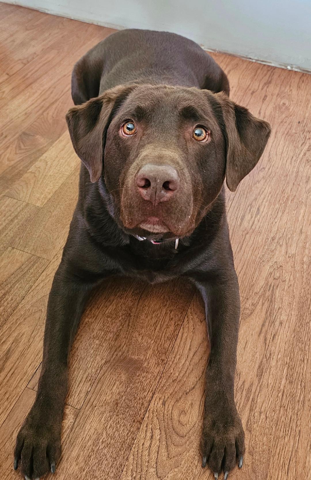 Moose, an adopted Chocolate Labrador Retriever in Lapeer, MI image 2/6