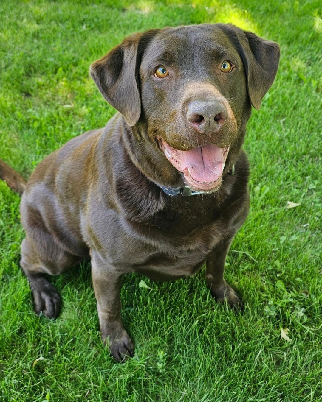 Moose, an adopted Chocolate Labrador Retriever in Lapeer, MI image 4/6