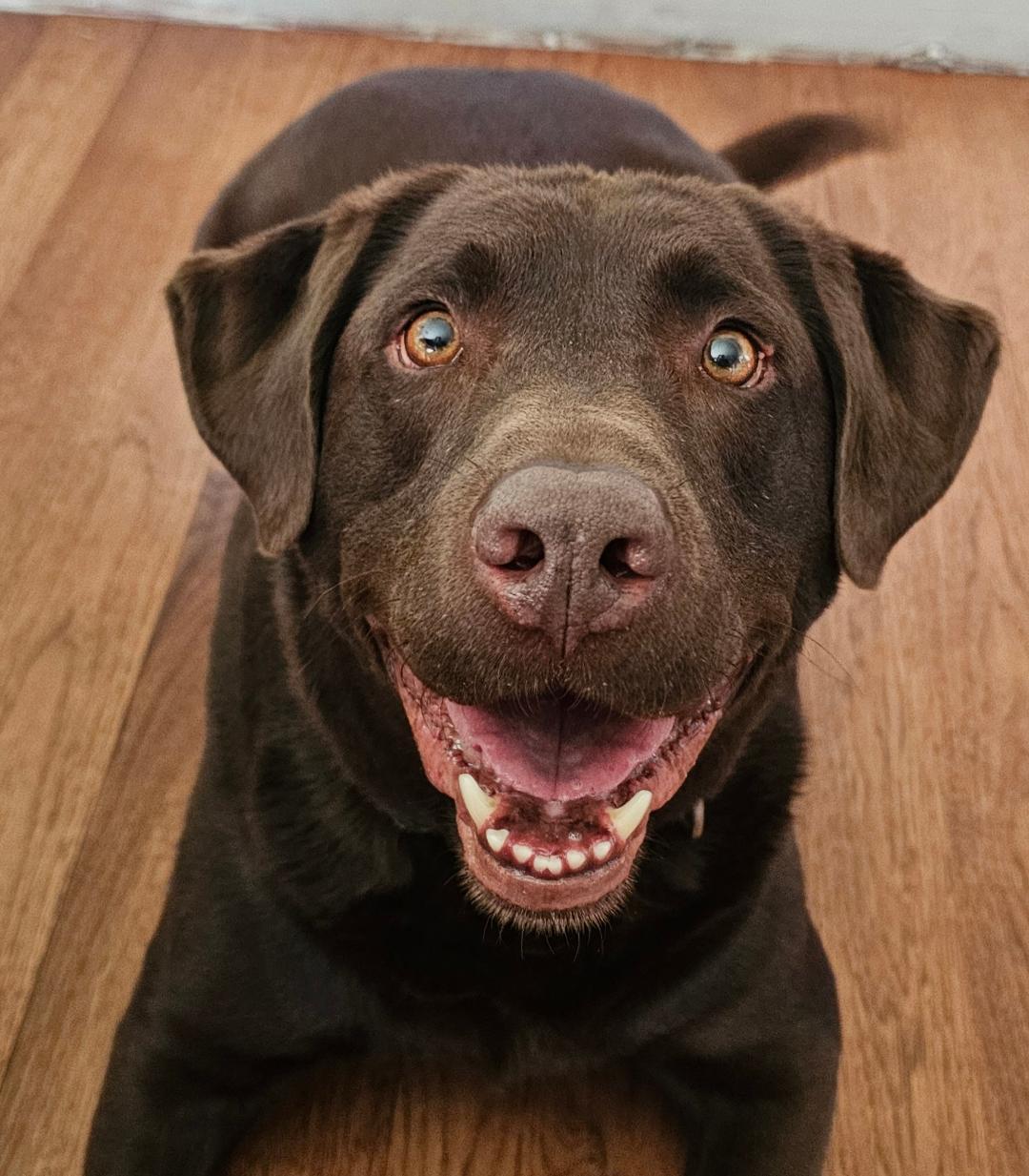Moose, an adopted Chocolate Labrador Retriever in Lapeer, MI image 5/6