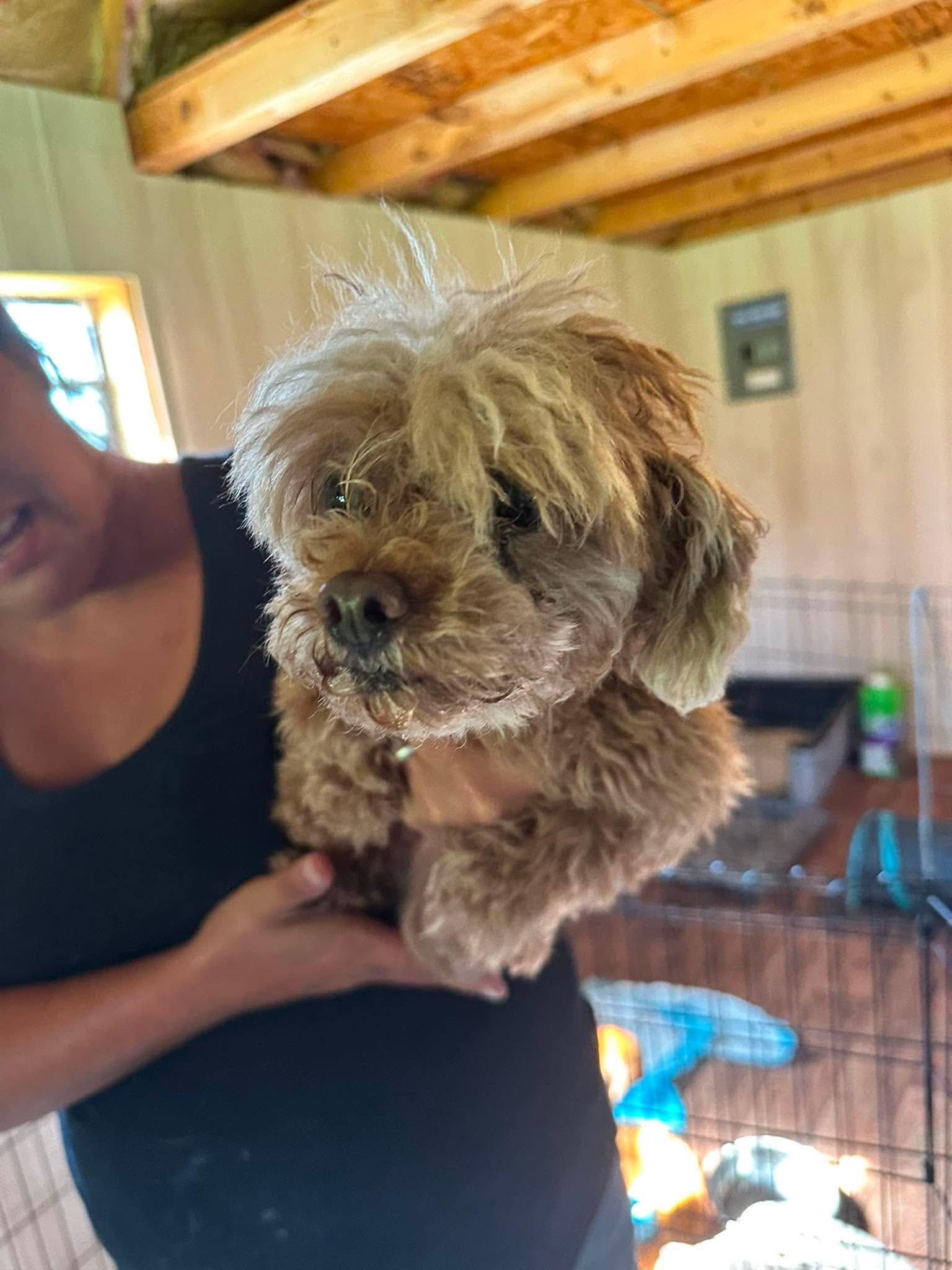 Angelica, Adopted, Adult Female Miniature Poodle.