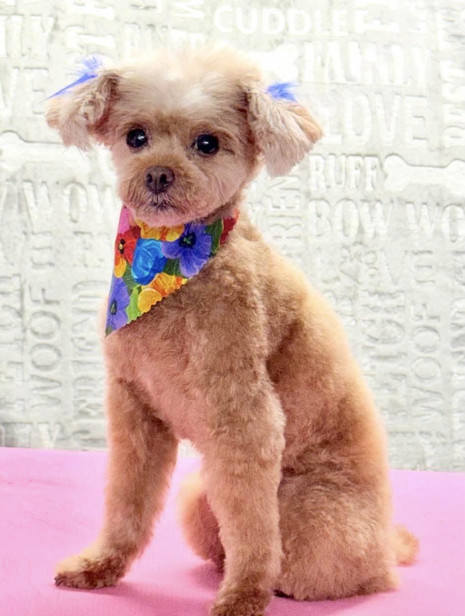 Angelica, a Adopted mixed breed in Richmond, KY image 2/2