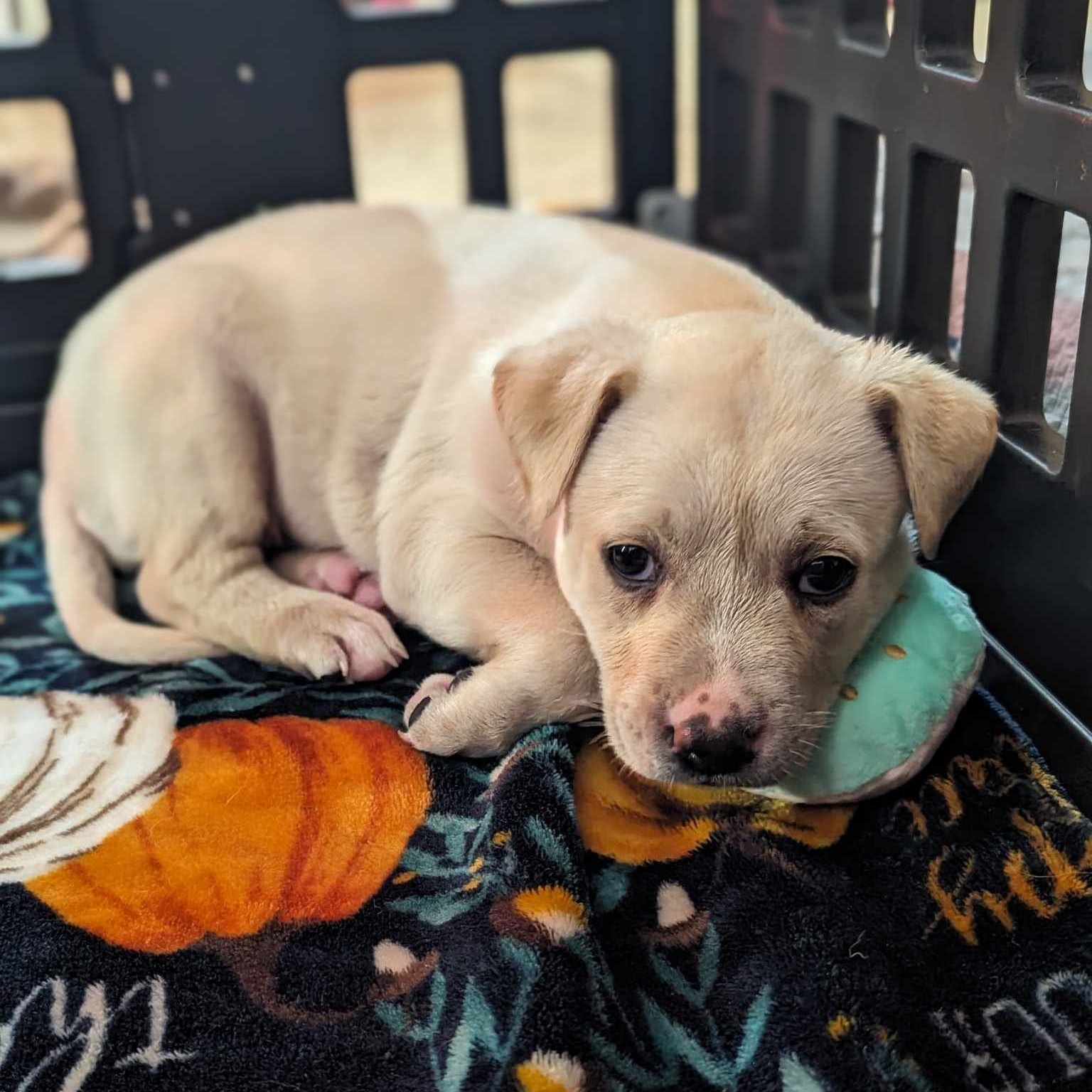 Dog for adoption Kiwi, a Pit Bull Terrier & Shepherd Mix in