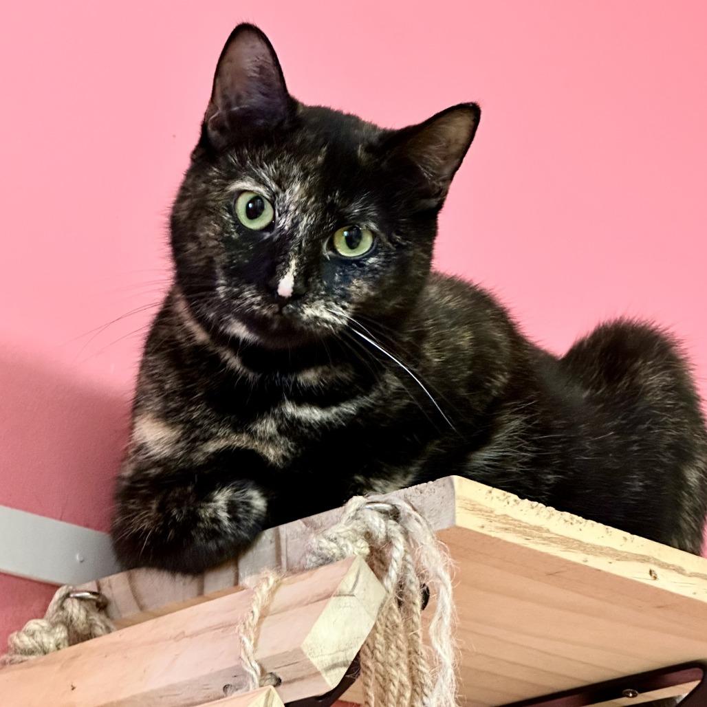 Tilly, a Adoptable American Shorthair in Hudson, NY image 1/2