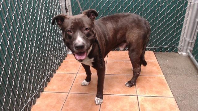 Enlarge HADES, a Adoptable mixed breed in Downey, CA image 1/1