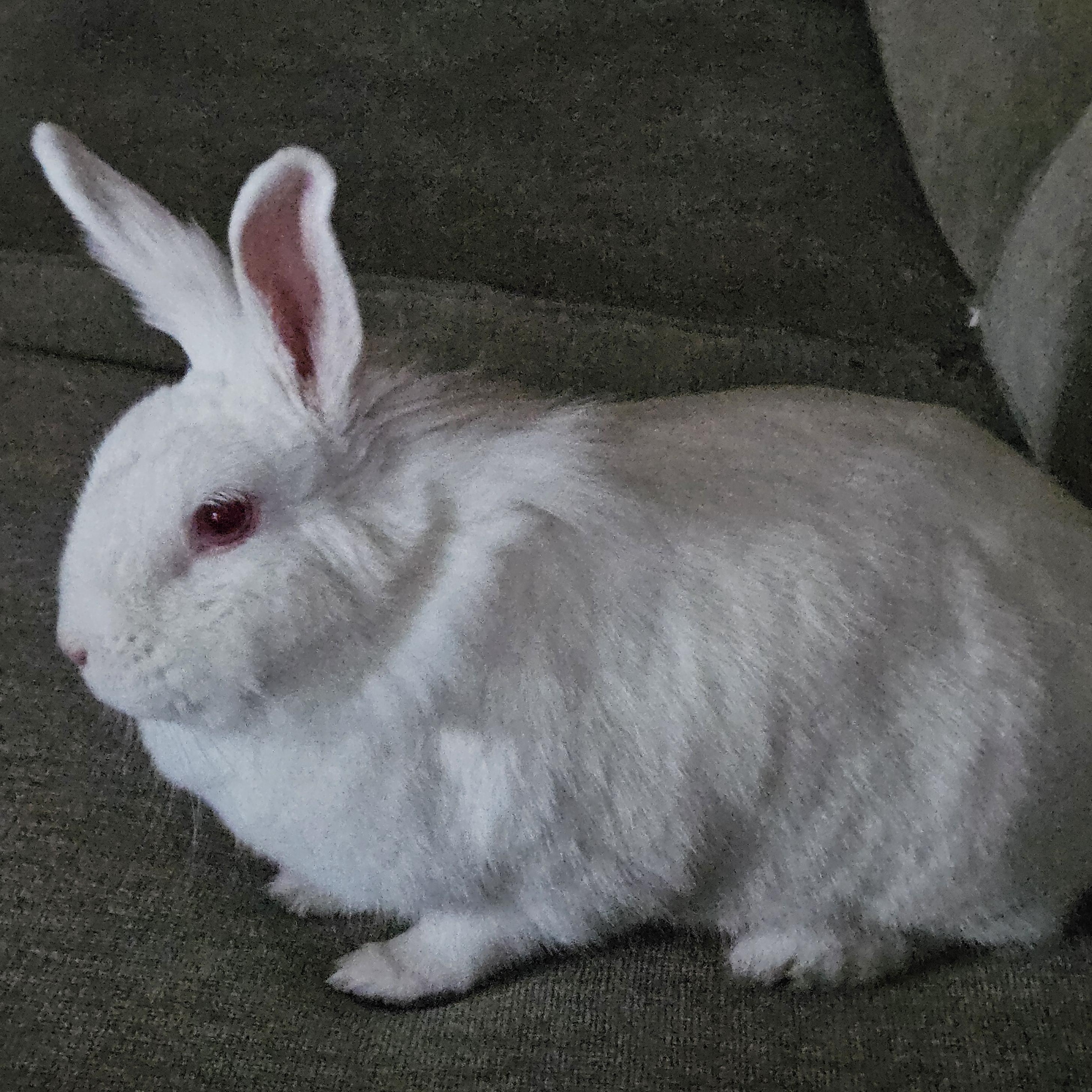 Snowbell, a ADOPTABLE Lionhead in Medfield, MA image 4/4