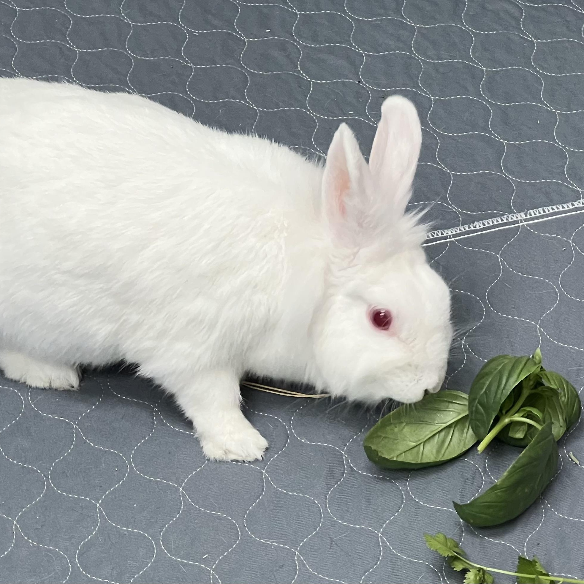 Snowbell, a ADOPTABLE Lionhead in Medfield, MA image 3/3